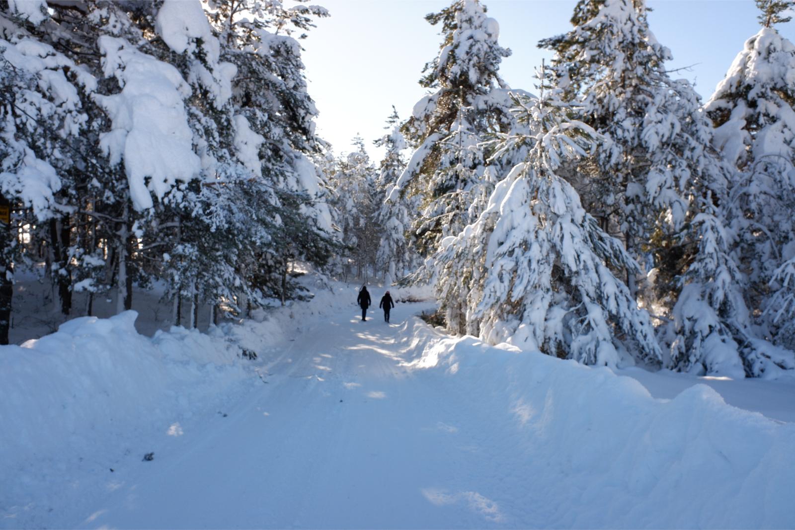 Friday January 8th 2021, Plateau de Caussols, South of France, Altitude 1100m(3,600ft) a snowy road with two travellers